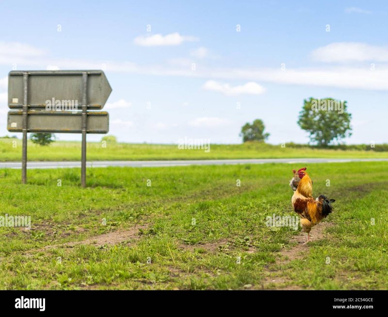 Guide to chicken road gokkast