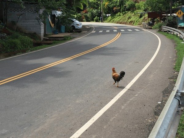 Discover chicken road demo