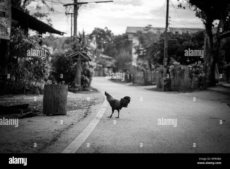 Best chicken road game in Spain