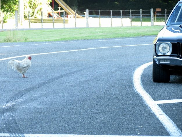 Chicken road - Descoperă Secretele Peșterii Păsărilor: Jocul de Noroc Fără Frontiere
